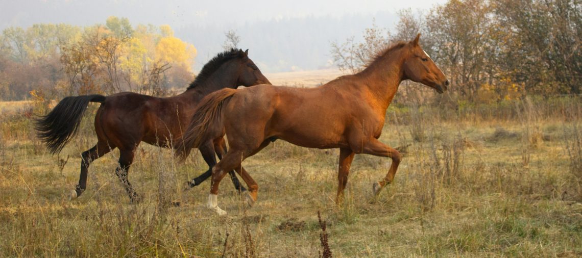 photo of a light brown horse and a dark brown horse running