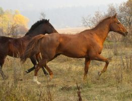 photo of a light brown horse and a dark brown horse running